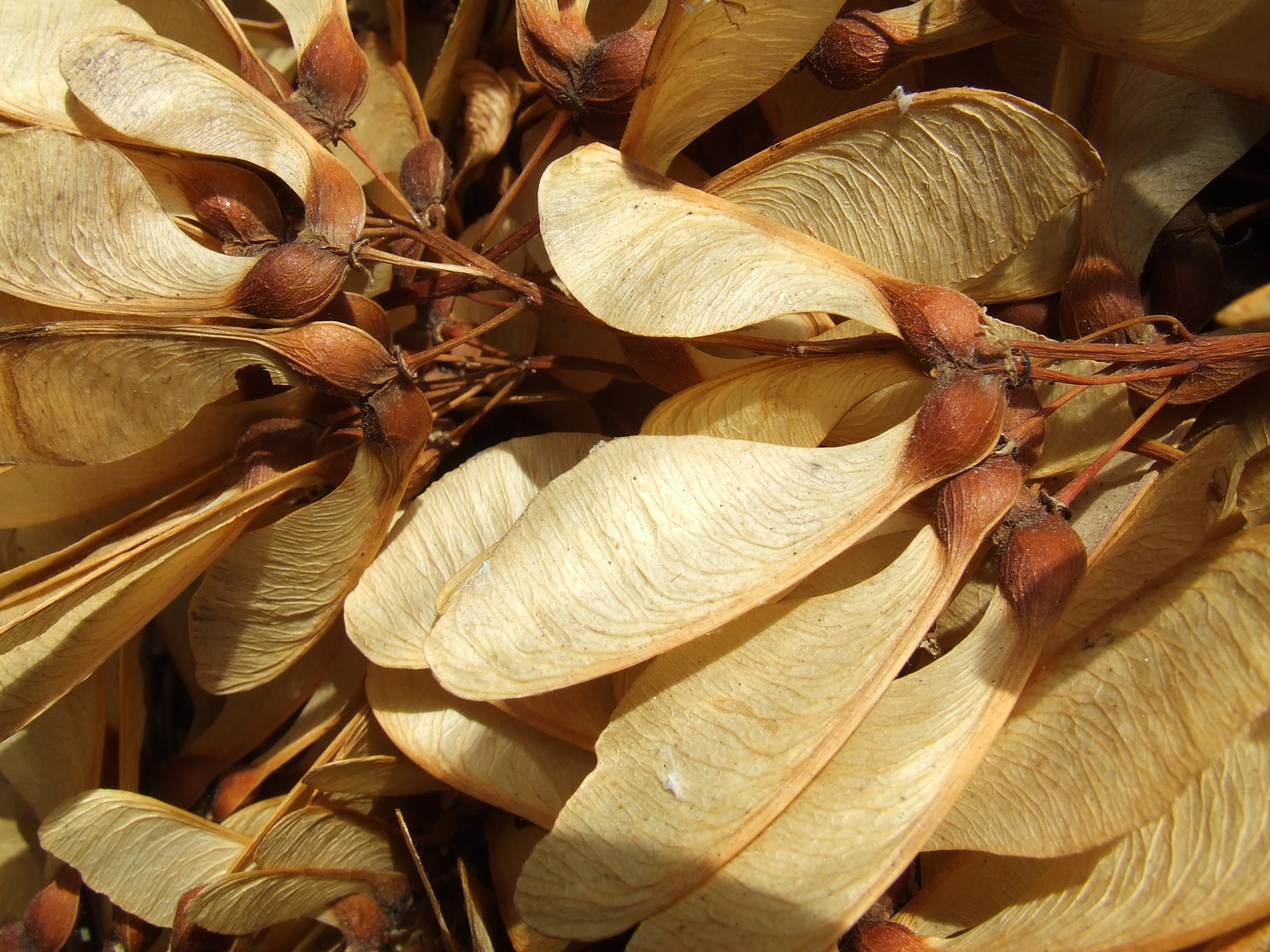 Maple Seeds